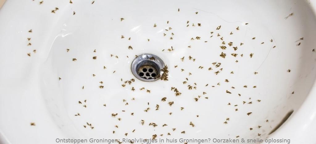 Rioolvliegjes in huis Groningen? Oorzaken & snelle oplossing